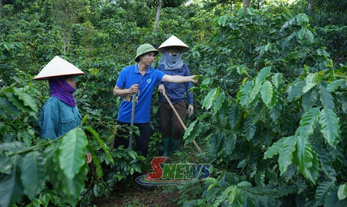 Cán bộ Công ty Cổ phần Phúc Sinh Sơn La hướng dẫn kỹ thuật chăm sóc cây cà phê.