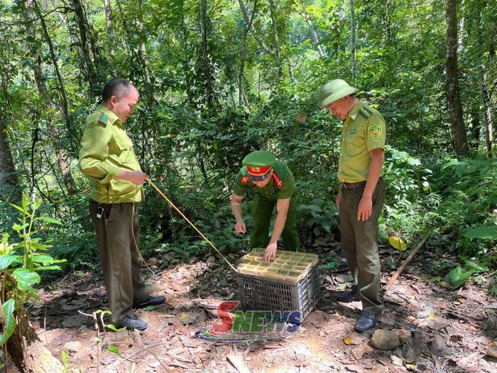 Các lực lượng chức năng thả cá thể trăn về môi trường tự nhiên.