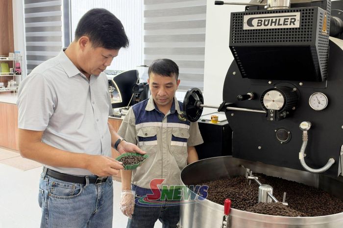 Lãnh đạo Công ty TNHH Sản xuất và Thương mại Cát Quế kiểm tra chất lượng hạt cà phê.