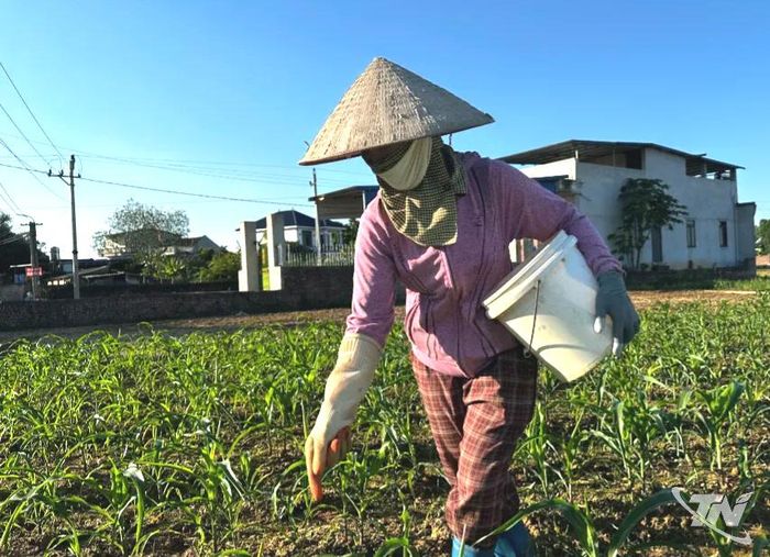 Nhờ chủ động thu hoạch, làm đất và gieo trồng sớm, nhiều diện tích ngô vụ đông của bà con xã Điềm Thụy đã lên xanh, sinh trưởng tốt.