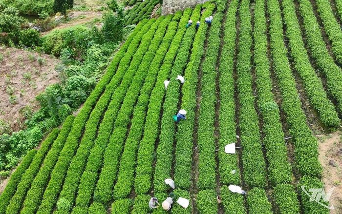 Xã Vô Tranh dự kiến tổ chức Hội thi hái chè với sự tham gia của người dân làm chè từ các xóm trên địa bàn.