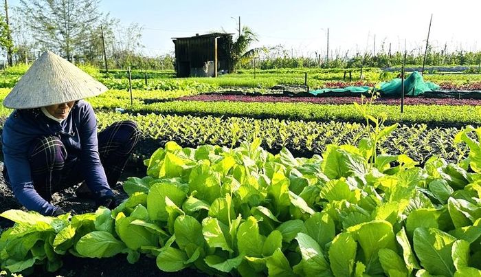 Nông dân Quảng Điền tích cực phát triển kinh tế hộ gia đình, nâng cao cuộc sống.  