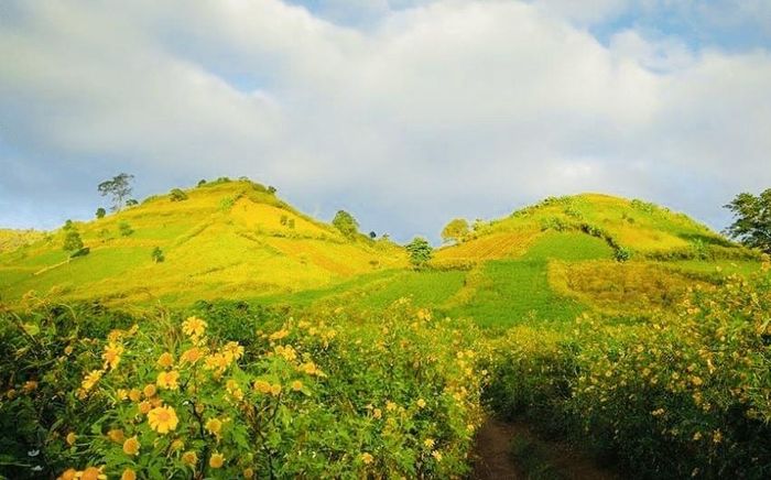 Chư Đăng Ya - đẹp, hấp dẫn hơn từ sắc vàng của dã qùy↵