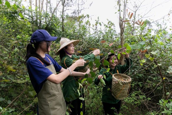 Cây Thành ngạnh – loài thảo mộc quý của vùng núi Vua Bà được HTX Embera sử dụng làm nguyên liệu sản xuất sữa tắm.