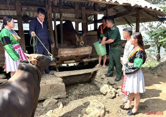 Bí thư Chi bộ xóm Lũng Mần Sùng Mí Có và cán bộ Đồn Biên phòng Cốc Pàng hướng dẫn kỹ thuật chăn nuôi bò vỗ béo cho người dân.