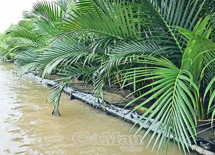 Bên cạnh giải pháp công trình, từ thực tiễn và phù hợp với điều kiện tự nhiên tại địa phương, hình thành nên những “vành đai xanh” bảo vệ tuyến bờ, giữ vững lộ giao thông, như trồng cây mắm tại xã Phú Tân, hay trồng dừa nước tại ấp Phong Lưu, xã Tân Hưng.