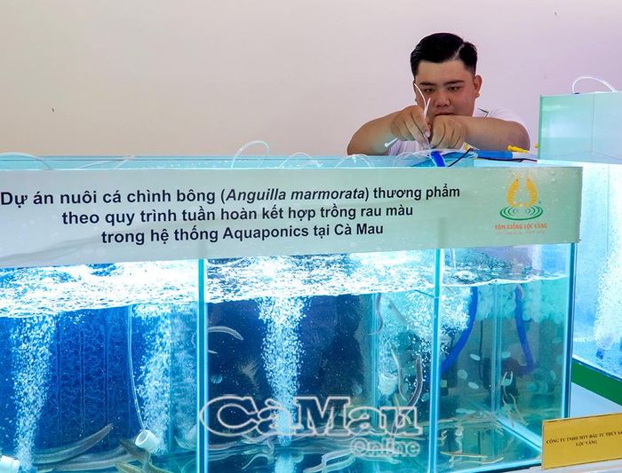 Ngành nuôi thuỷ sản của Cà Mau ứng dụng nhiều công nghệ tiên tiến, nâng cao năng suất và chất lượng sản phẩm.