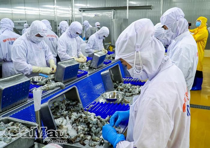 Con tôm Cà Mau đã có mặt tại hơn 60 quốc gia và vùng lãnh thổ trên thế giới.