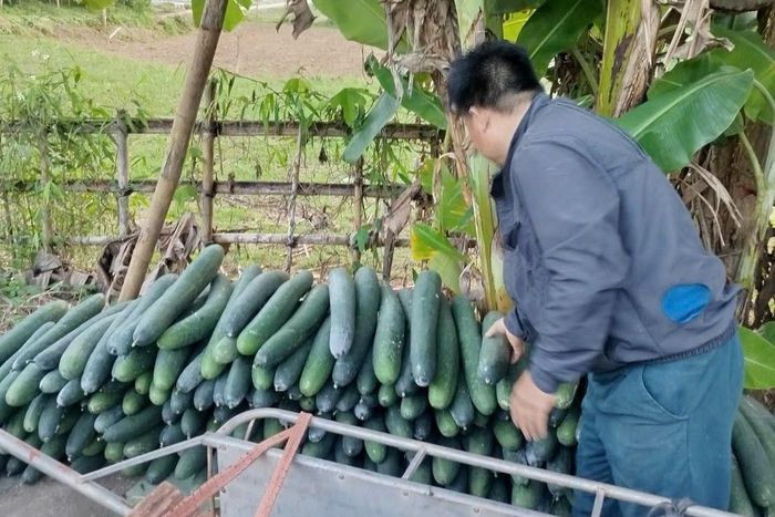 Người dân địa phương phấn khởi thu hoạch bí, góp phần tăng thu nhập cho gia đình. Ảnh: KIM DUNG