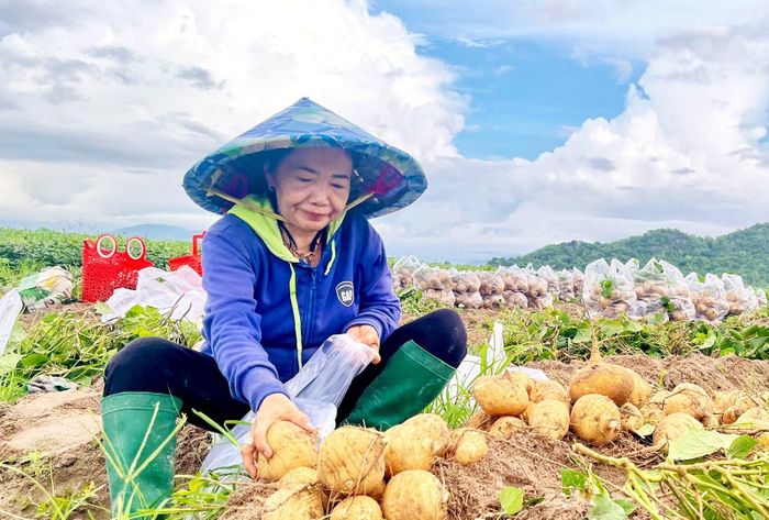Bà Phạm Thị Đẹp thu hoạch sắn. Ảnh: Đức Toàn