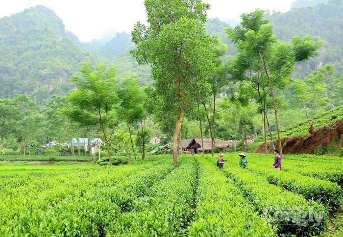 Vùng trồng chè xanh của Hợp tác xã Trà an toàn Phú Đô, góp phần phát triển sản xuất chè an toàn, nâng cao giá trị sản phẩm và hướng tới sinh kế bền vững cho người dân địa phương.
