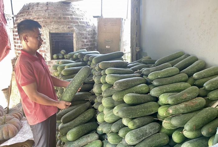  Riêng doanh thu từ các loại bí mang lại cho gia đình ông Phùng Văn Sướng, xóm Quốc Tuấn, xã Quảng Uyên đạt gần 90 triệu đồng/năm. Ảnh Quốc Sơn. 