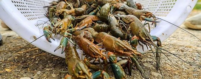 Tôm càng đỏ Australia được xếp vào nhóm thủy sản cao cấp nhờ thịt chắc, kích thước lớn và giá trị kinh tế cao