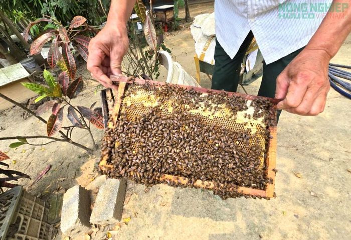 Ông Quyên tích cực chia sẻ kinh nghiệm nuôi ong cho các hộ dân xung quanh, góp phần nâng cao thu nhập, phát triển kinh tế địa phương.
