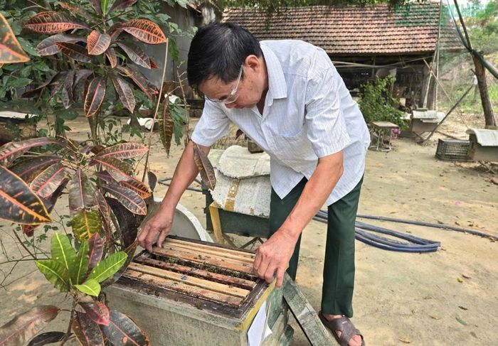 Hàng chục năm qua, ông Quyên duy trì ổn định gần 150 đàn ong mật, phát triển kinh tế gia đình.