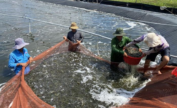 Cà Mau định hướng phát triển chuỗi giá trị thủy sản từ con giống, nuôi trồng đến chế biến, logistics lạnh và xuất khẩu.
