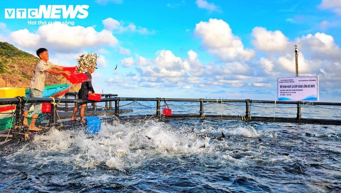 Ông Nguyễn Văn Sáng, một ngư dân nuôi cá bớp tại vùng biển Nhơn Hải, phường Quy Nhơn Đông, cho biết, không chỉ riêng tại Nhơn Hải, ở các vùng nuôi lân cận như xã đảo Nhơn Châu, Quy Nhơn... ngư dân cũng bắt đầu tiếp cận lồng HDPE. Mặc dù kỹ thuật cho cá ăn hay chăm sóc không quá nhiều khác biệt, nhưng quy trình hậu cần lại nhẹ nhàng hơn rất nhiều. 