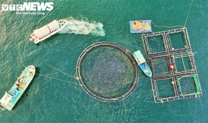 Ghi nhận thực tế tại những mô hình lồng bè HDPE giữa biển, bè chắc chắn hơn hẳn, kết cấu lồng rộng rãi giúp cá bớp hoạt động tốt, sinh trưởng nhanh và khả năng kháng bệnh cũng vượt trội so với trước đây. Tính trung bình, mỗi con cá thu hoạch trong đợt đầu tiên của mô hình mới, lớn hơn từ 0,5 - 1kg so với cách nuôi truyền thống.