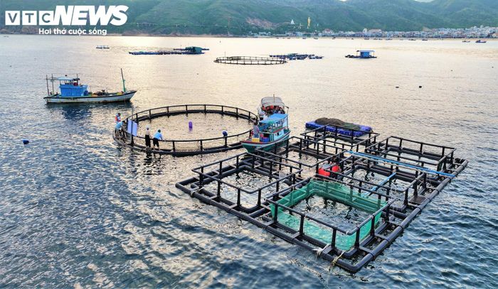 Không dừng lại ở việc bán cá thương phẩm, các Hợp tác xã đang ấp ủ mục tiêu kết hợp nuôi biển với du lịch trải nghiệm. Định hướng trong thời gian tới là đưa du khách ra thăm bè lồng HDPE, tự tay trải nghiệm bắt cá, bắt nhum ngay tại lồng và thưởng thức hải sản tươi ngon đạt chuẩn vệ sinh an toàn thực phẩm ngay trên biển.