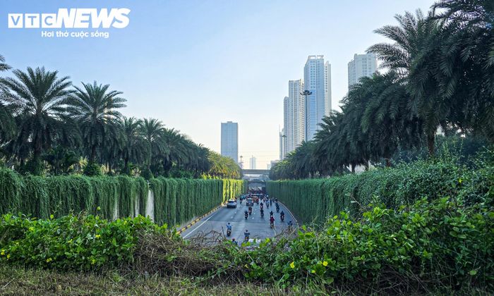 Trước đợt thí điểm này, hầm chui Trung Hòa, đoạn kết nối đường Trần Duy Hưng với đại lộ Thăng Long, đã có cây cúc tần Ấn Độ rủ xuống thành hầm. 