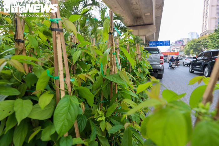Các loại cây được lựa chọn gồm cỏ lan chi, bảy sắc cầu vồng và sử quân tử. Trong đó, sử quân tử là cây thân leo, được sử dụng để tạo mảng xanh quanh trụ cầu.