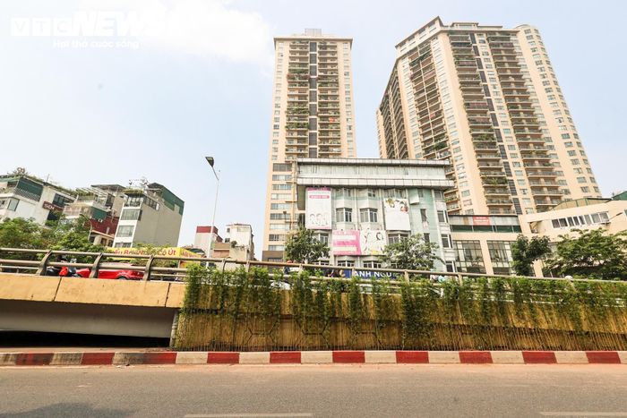 Cây được trồng ở khu vực chân tường, sát phần đường xe chạy và hệ thống thoát nước.