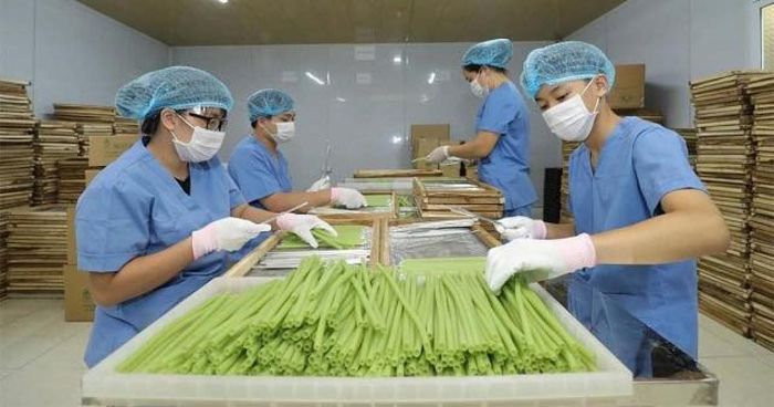 Hợp tác xã Nông nghiệp Sông Hồng dự kiến tiếp tục nghiên cứu, phát triển thêm các sản phẩm thân thiện với môi trường như túi từ tinh bột ngô, các loại đĩa, thìa nhỏ... Ảnh: PV