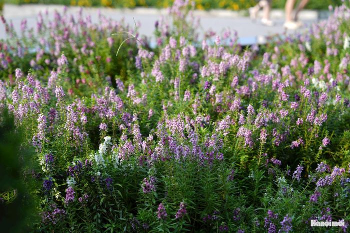 Cận cảnh khóm violet Nhật (hoa ngọc hân) khoe sắc trong những ngày đầu thu tại Công viên An Hoà.