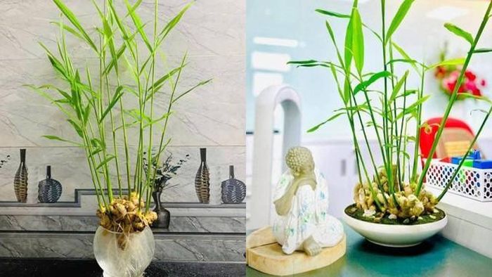 Trồng gừng trong nước chính là giải pháp "phủ xanh" không gian sống mang tính đột phá cho các diện tích hẹp.