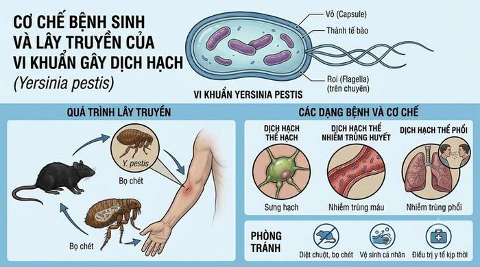 Cơ chế bệnh sinh và lây truyền của vi khuẩn gây dịch hạch. Ảnh minh họa AI.