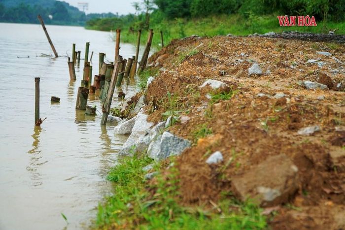 Bờ sông trước đình làng Hải Cát (phường Kim Long, TP. Huế) bị sạt lở sâu vào hơn 4m, chiều dài hơn 50m. Ảnh: S.Thùy