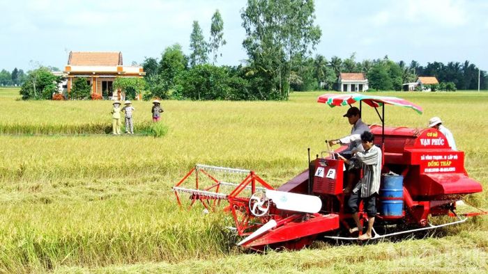 Sản lượng lúa của Tây Ninh sản xuất trong 9 tháng qua ước đạt 3,45 triệu tấn. (Ảnh: THANH PHONG)