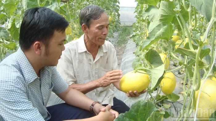 Dưa lê là sản phẩm OCOP mang lại giá trị gia tăng và thu nhập cao cho nhà nông. (Ảnh: THANH PHONG)