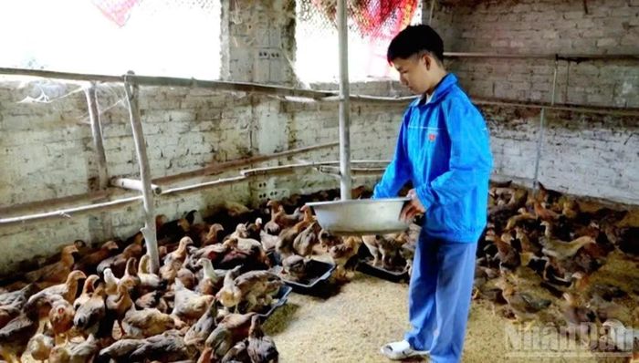 Hoàng Kim Vị với dự án khởi nghiệp chăn nuôi của mình. ( Ảnh: N.H)