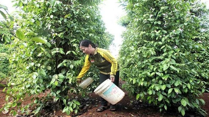 Chăm sóc cây hồ tiêu trên địa bàn tỉnh Đắk Lắk. (Ảnh: ĐỨC ANH)