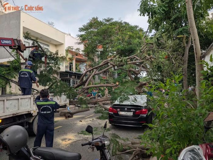 Một chiếc ô tô bị cây ngã đè...