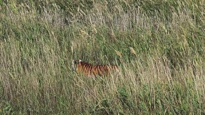 Hổ cái Amur (hổ Siberia) trưởng thành có tên Umit được thả về môi trường sống tự nhiên tại Khu bảo tồn thiên nhiên Ile-Balkhash, tỉnh Almaty, Kazakhstan, ngày 3/8. (Nguồn: Getty Images)