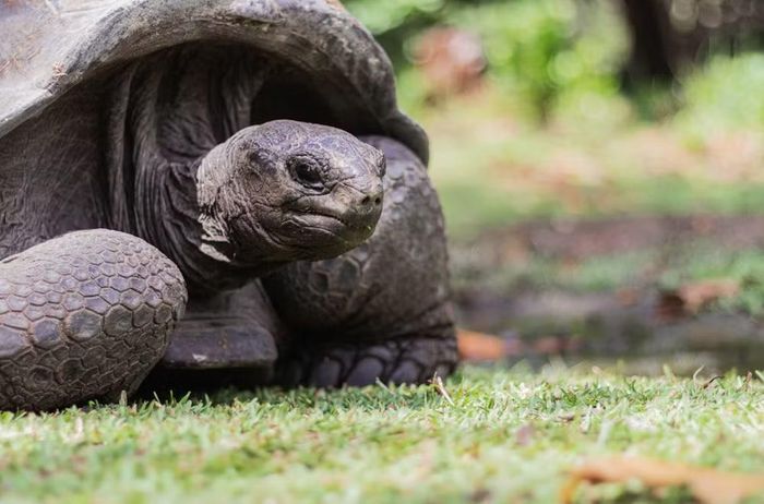 Rùa khổng lồ Seychelles là loài rùa cạn quý hiếm và đặc trưng của quần đảo Seychelles thuộc Ấn Độ Dương. Ảnh: Unsplash