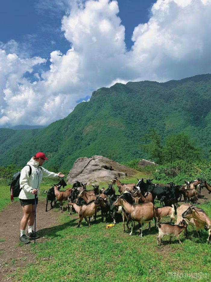 Điều níu chân anh Hiền không chỉ là cảm giác chinh phục. Sau những đoạn dốc khiến đôi chân mỏi nhừ, cảnh sắc bất ngờ mở ra với những thảo nguyên xanh trải dài, đàn dê thong thả gặm cỏ giữa khoảng không tĩnh lặng. Gió luồn qua sườn núi, tiếng bước chân chậm lại, nhường chỗ cho cảm giác thư thái giữa thiên nhiên. “Đây là cung đường không chỉ để chinh phục, mà còn để tận hưởng vẻ đẹp rất riêng của Lai Châu”, anh chia sẻ.