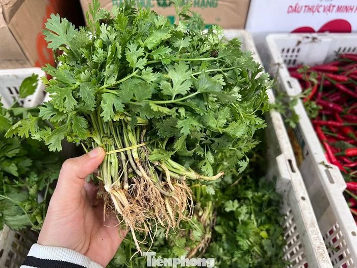Ngò rí hiện có giá tới 120.000 đồng/kg