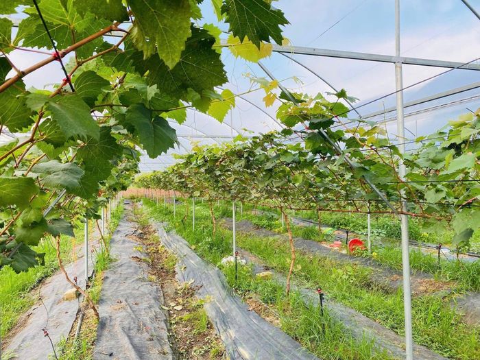 Hiện tại toàn bộ diện tích nho sữa Hàn Quốc phát triển tốt