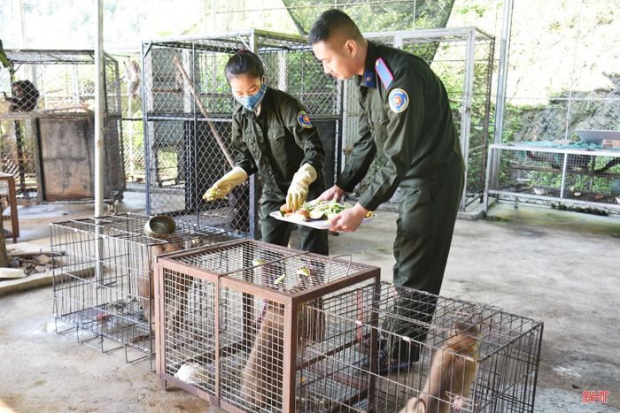 Cán bộ Vườn quốc gia Vũ Quang chăm sóc các loài động vật quý hiếm gặp nạn hoặc được người dân giao nộp trước khi tái thả về tự nhiên.