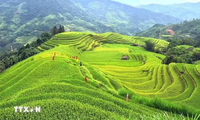 Mùa vàng trải theo những nếp ruộng, mềm mại từ chân đồi lên đỉnh. (Ảnh: Minh Tâm/TTXVN)