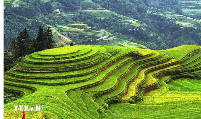 Từng bậc lúa xếp tầng, vẽ những đường cong duyên dáng trên sườn núi. (Ảnh: Minh Tâm/TTXVN)