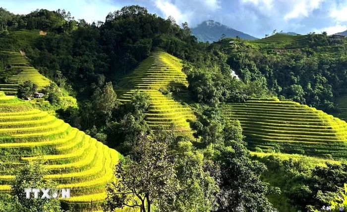 Nắng thu thắp sáng những tầng ruộng vàng giữa màu xanh của núi rừng. (Ảnh: Minh Tâm/TTXVN)