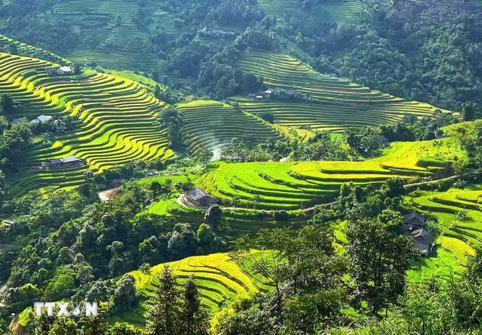 Những dải lúa chín lượn quanh sườn núi, ôm lấy nếp nhà bình yên. (Ảnh: Minh Tâm/TTXVN)