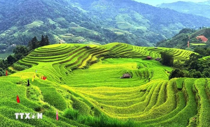 Sắc lúa vàng xanh đan xen, dệt nên bức tranh thu nơi miền núi. (Ảnh: Minh Tâm/TTXVN)