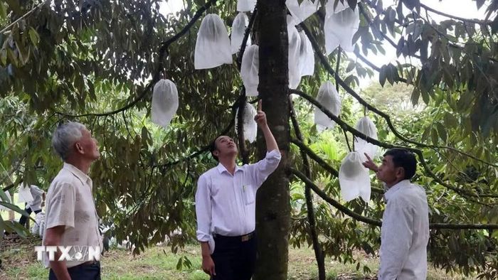Sầu riêng được nhiều hộ nông dân Tiên Phước trồng cho thu hoạch giá trị cao. (Ảnh: Trần Tĩnh/TTXVN)
