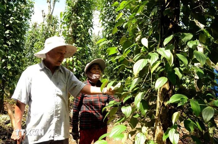 Nông dân Tiên Phước chăm sóc hồ tiêu. (Ảnh: Trần Tĩnh/TTXVN)
