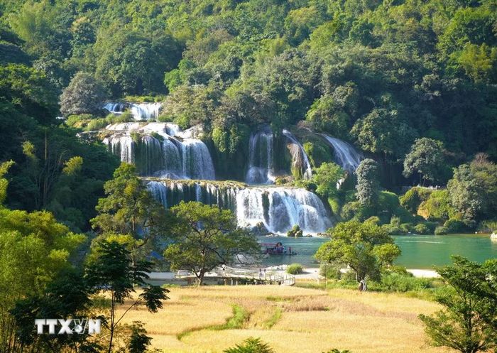 Thác Bản Giốc nổi bật trên cánh đồng lúa chín tạo nên vẻ đẹp thơ mộng ở biên cương Tổ quốc. (Ảnh: Chu Hiệu/TTXVN)